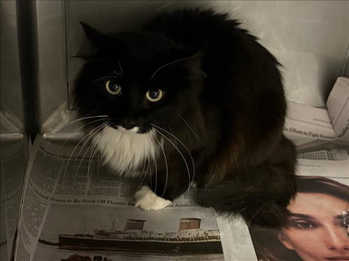 FIGARO, Adult Domestic Medium Hair (medium coat), cat for adoption in San Buenaventura (Ventura), California