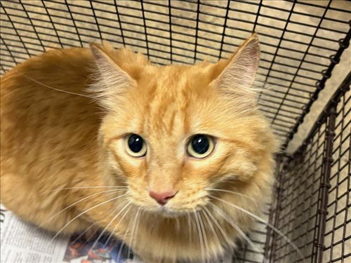 GROVER, Adult Domestic Medium Hair (medium coat), cat for adoption in San Buenaventura (Ventura), California