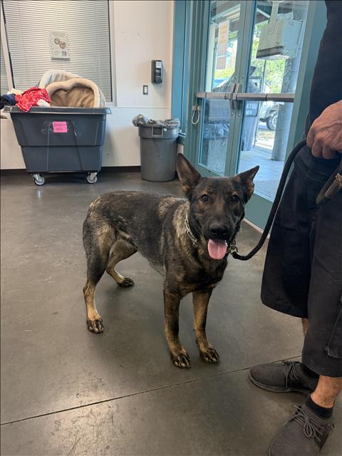 MOLLY, an adoptable Dutch Shepherd in Chatsworth, CA