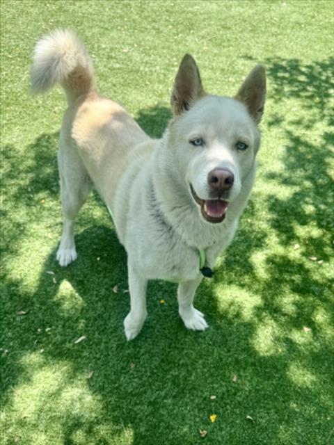 WUERO, an adoptable Husky in Chatsworth, CA