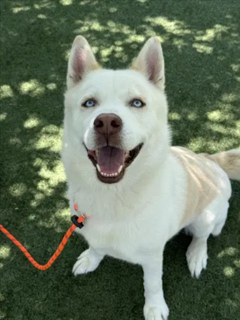 Wuero - Husky