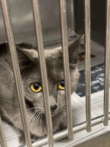 DAISY, Adult Domestic Short Hair (medium coat), cat for adoption in Alhambra, California
