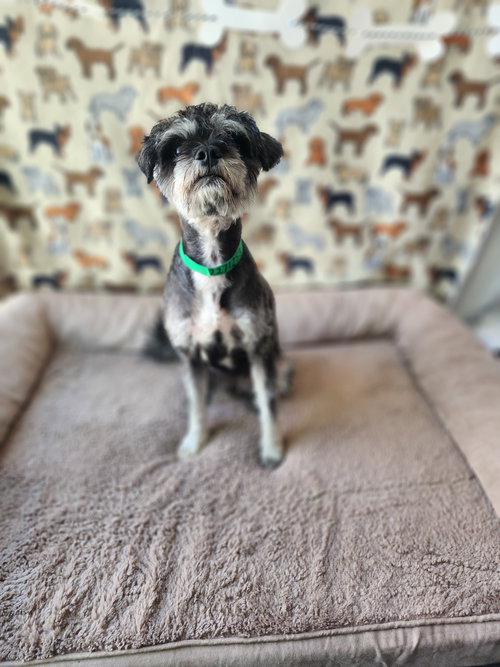 CAMILLA, an adoptable Miniature Schnauzer in Chatsworth, CA
