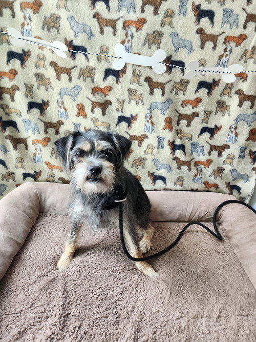 ALI, an adoptable Miniature Schnauzer in Chatsworth, CA