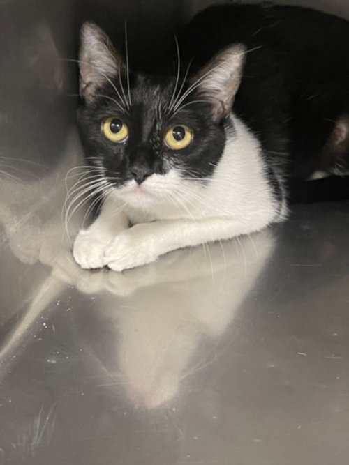 SYLVY, Adult Domestic Short Hair (medium coat), cat for adoption in Alhambra, California