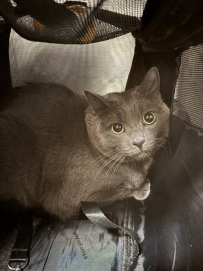 SLICK, Adult Domestic Short Hair (medium coat), cat for adoption in Alhambra, California