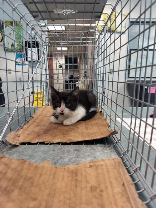 DART, Baby Domestic Short Hair (medium coat), cat for adoption in Alhambra, California