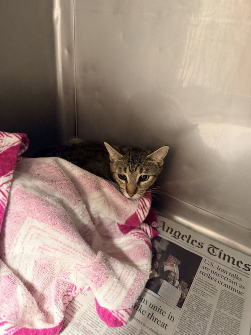CASSIE, Adult Domestic Short Hair (medium coat), cat for adoption in Alhambra, California