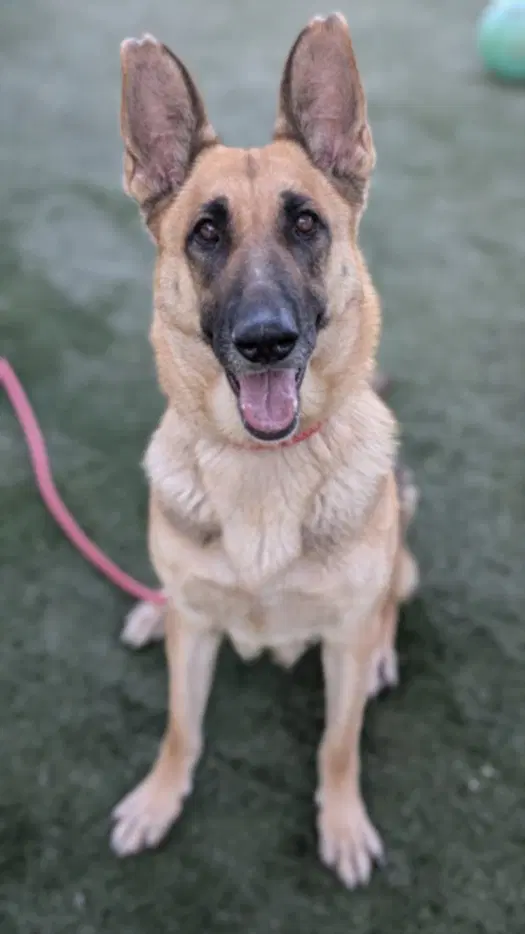 Nadia - German Shepherd Dog