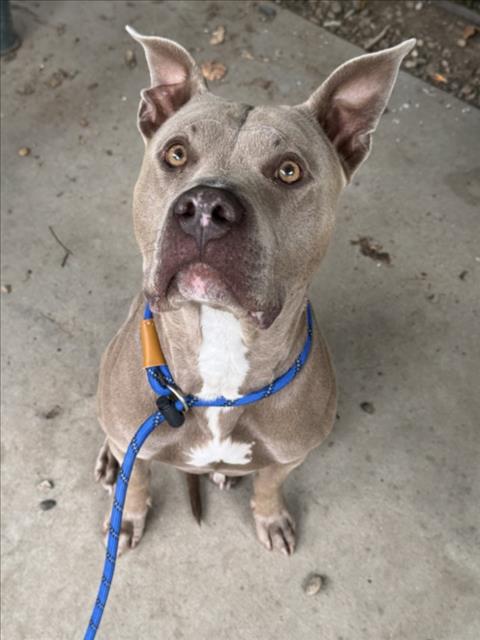 PHILLY, an adoptable Pit Bull Terrier in Chatsworth, CA