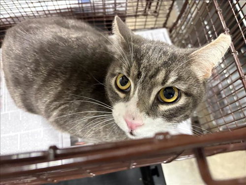 KIT, Adult Domestic Short Hair (medium coat), cat for adoption in San Buenaventura (Ventura), California