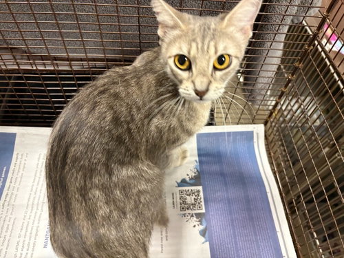 CLEMENTINE, Adult Domestic Short Hair (medium coat), cat for adoption in San Buenaventura (Ventura), California