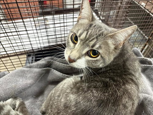 RUFUS, Adult Domestic Short Hair (medium coat), cat for adoption in San Buenaventura (Ventura), California