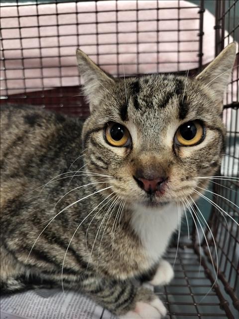TIGGER, Adult Domestic Short Hair (medium coat), cat for adoption in San Buenaventura (Ventura), California