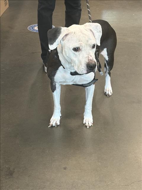 BANKSY BENNETT, an adoptable Staffordshire Bull Terrier in Chatsworth, CA
