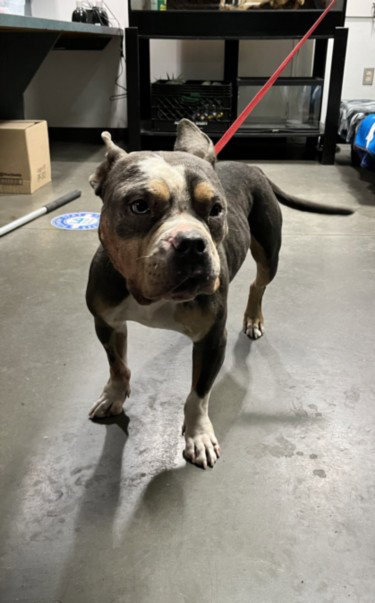 TUCKER, an adoptable American Pit Bull Terrier in Chatsworth, CA