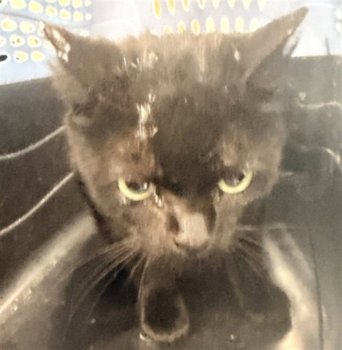 MAMA, an adoptable Domestic Short Hair in Chatsworth, CA