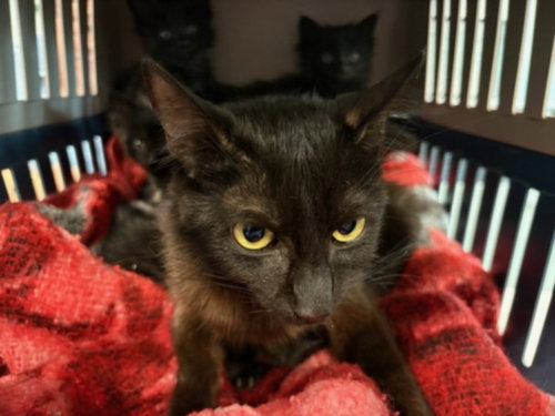 ZINNIA, Young Domestic Short Hair (medium coat), cat for adoption in San Buenaventura (Ventura), California