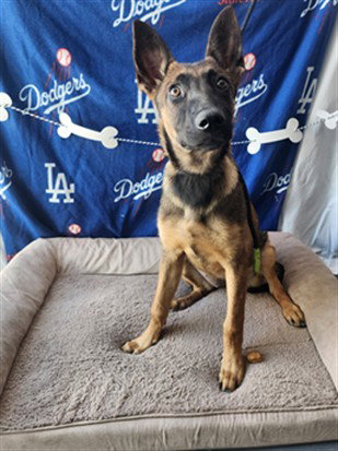 LILY, an adoptable Belgian Shepherd Malinois in Chatsworth, CA