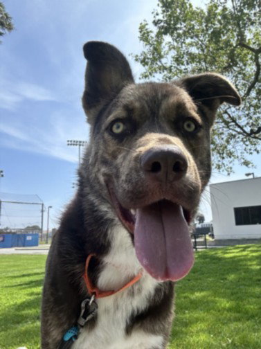 MARCO, an adoptable Husky in Chatsworth, CA