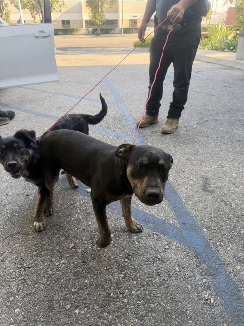 MOSES, an adoptable Flat-coated Retriever in Chatsworth, CA
