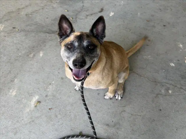 Ringo - German Shepherd Dog