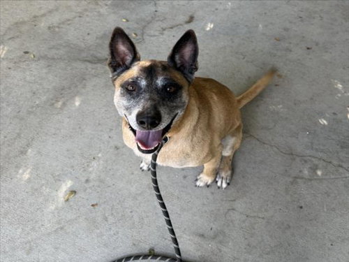 RINGO, a dog for adoption from West Valley Animal Care and Control Center