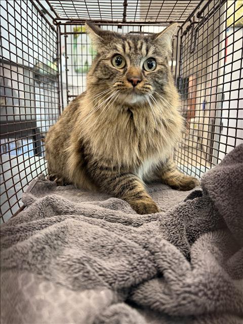 ROSITA, Adult Domestic Short Hair (medium coat), cat for adoption in San Buenaventura (Ventura), California