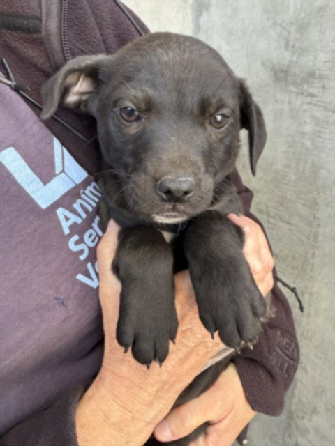 ECHO, an adoptable Pit Bull Terrier in Chatsworth, CA