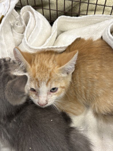 RON, Baby Domestic Short Hair (medium coat), cat for adoption in San Buenaventura (Ventura), California