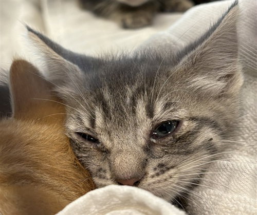 BETTY, an adoptable Domestic Short Hair in Chatsworth, CA