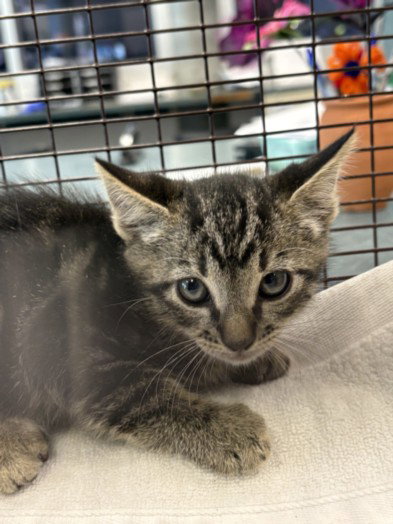 TROY, Baby Domestic Short Hair (medium coat), cat for adoption in San Buenaventura (Ventura), California