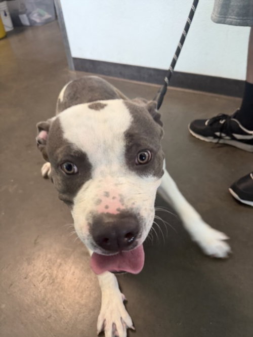DONNIE, an adoptable American Staffordshire Terrier in Chatsworth, CA