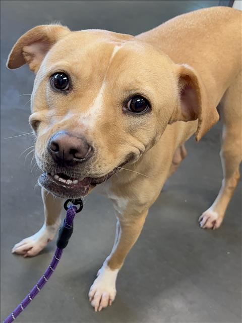 DAISY, an adoptable Staffordshire Bull Terrier in Chatsworth, CA