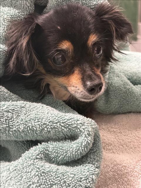 FIRE, an adoptable Chihuahua in Chatsworth, CA