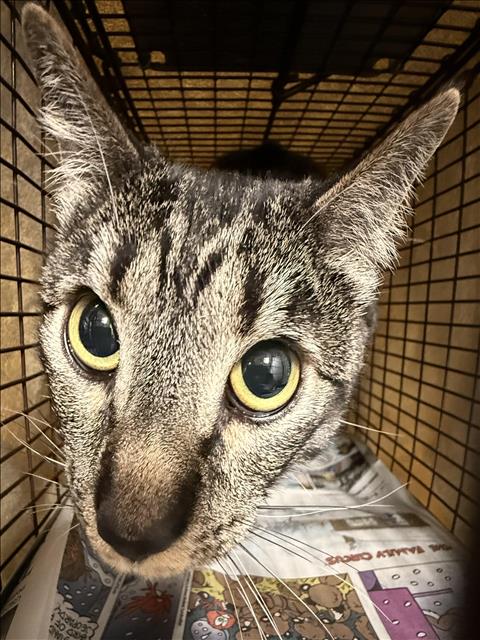YUNG, Adult Domestic Short Hair (medium coat), cat for adoption in San Buenaventura (Ventura), California