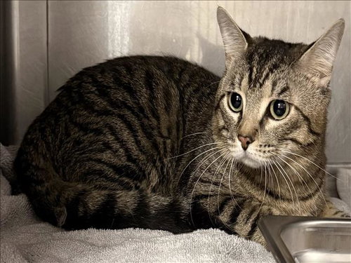 MILO, Adult Domestic Short Hair (medium coat), cat for adoption in San Buenaventura (Ventura), California