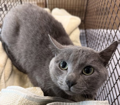 ODIN, Adult Domestic Short Hair (medium coat), cat for adoption in San Buenaventura (Ventura), California