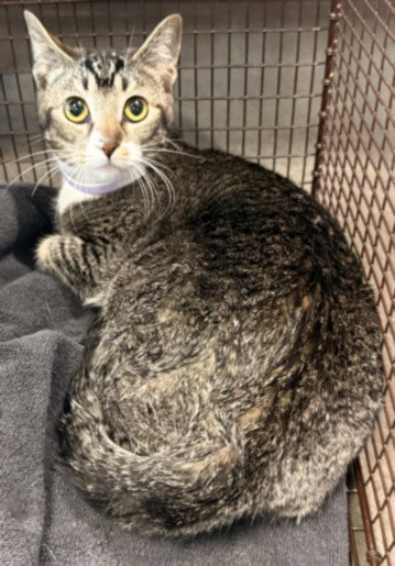 MAVERICK, Adult Domestic Short Hair (medium coat), cat for adoption in San Buenaventura (Ventura), California