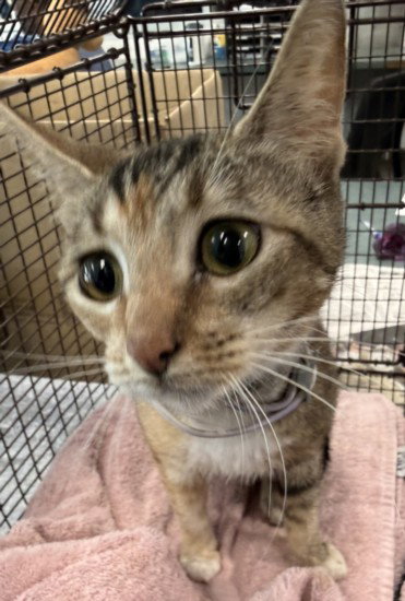 SERAFINA, Adult Domestic Short Hair (medium coat), cat for adoption in San Buenaventura (Ventura), California