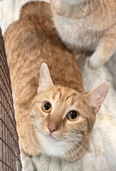 THOR, Young Domestic Short Hair (medium coat), cat for adoption in San Buenaventura (Ventura), California