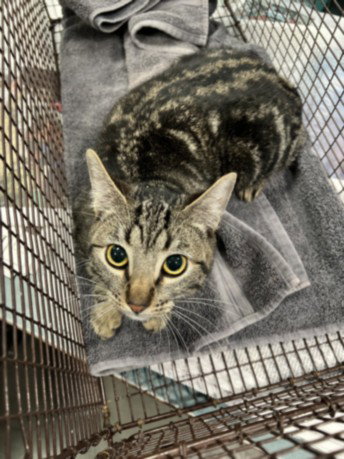 COSMO, Young Domestic Short Hair (medium coat), cat for adoption in San Buenaventura (Ventura), California