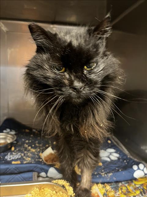 PENNY, Senior Domestic Short Hair (medium coat), cat for adoption in San Buenaventura (Ventura), California