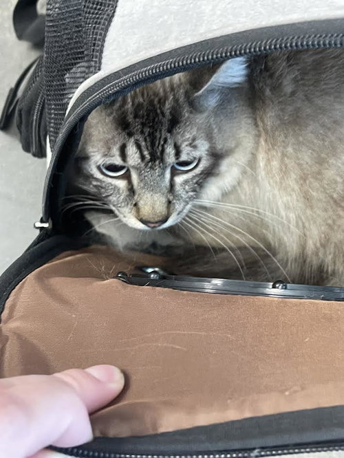 FISHER, Adult Domestic Short Hair (medium coat), cat for adoption in San Buenaventura (Ventura), California