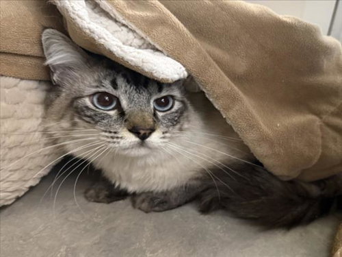 FISHER, Adult Domestic Short Hair (medium coat), cat for adoption in San Buenaventura (Ventura), California