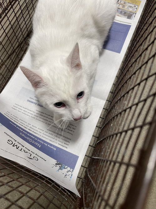 RIFF RAFF, Adult Domestic Short Hair (medium coat), cat for adoption in San Buenaventura (Ventura), California