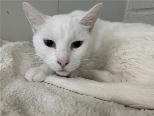 RIFF RAFF, Adult Domestic Short Hair (medium coat), cat for adoption in San Buenaventura (Ventura), California