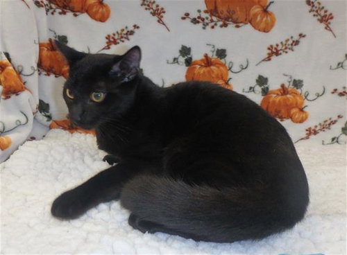 ABSOL, Adult Domestic Short Hair (medium coat), cat for adoption in San Buenaventura (Ventura), California