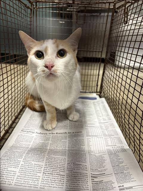 CHOW, Adult Domestic Short Hair (medium coat), cat for adoption in San Buenaventura (Ventura), California