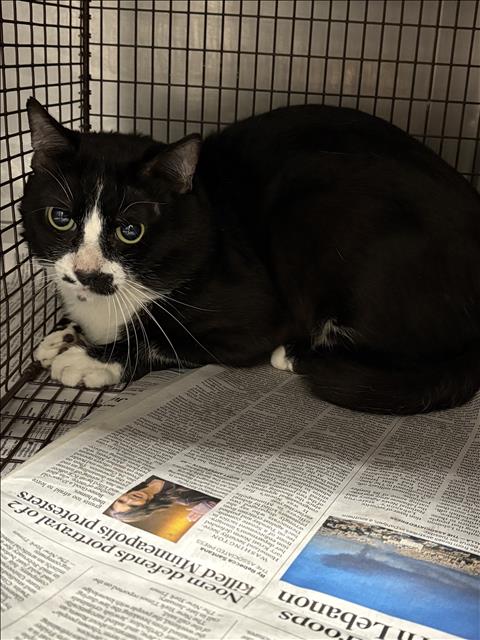 OLLIE, Adult Domestic Short Hair (medium coat), cat for adoption in San Buenaventura (Ventura), California